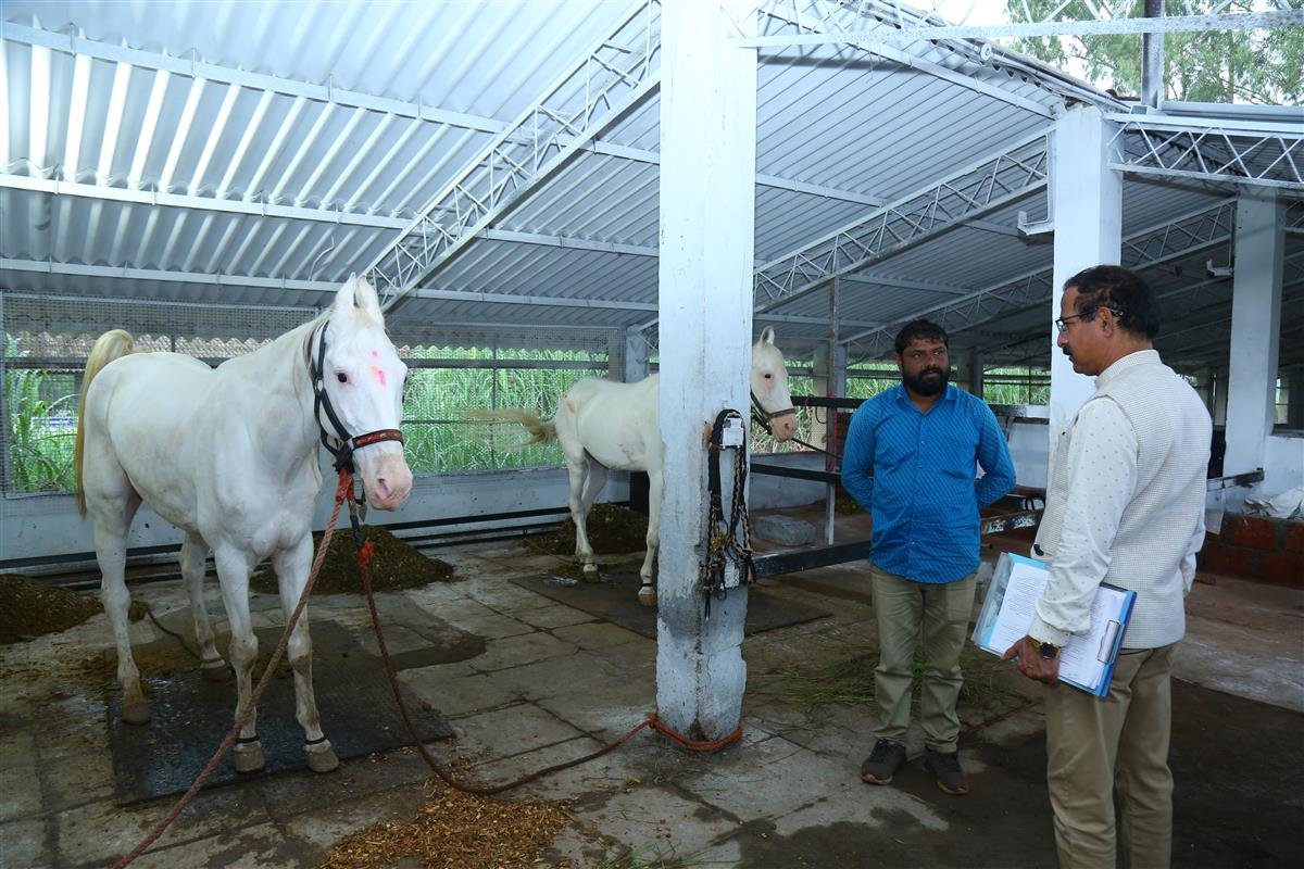 Equine 