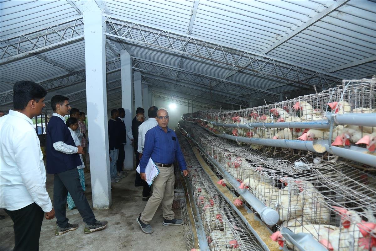 Poultry 
